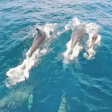 Дом отдыха Haven By Algarve Vacation Лагоа